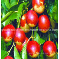 100%Natural Organic Jujube (Red Jujube) Extract /Red Jujube Fruit/ Health Food